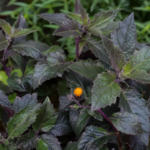 gynura položená (Gynura procumbens) – fotografia rastliny