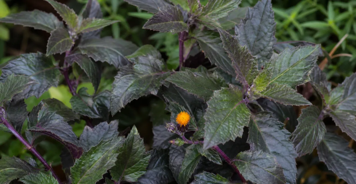 Gynura procumbens – plant photo
