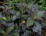 Gynura procumbens care guide