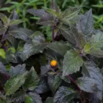 Gynura procumbens care guide (Gynura procumbens) – plant photo