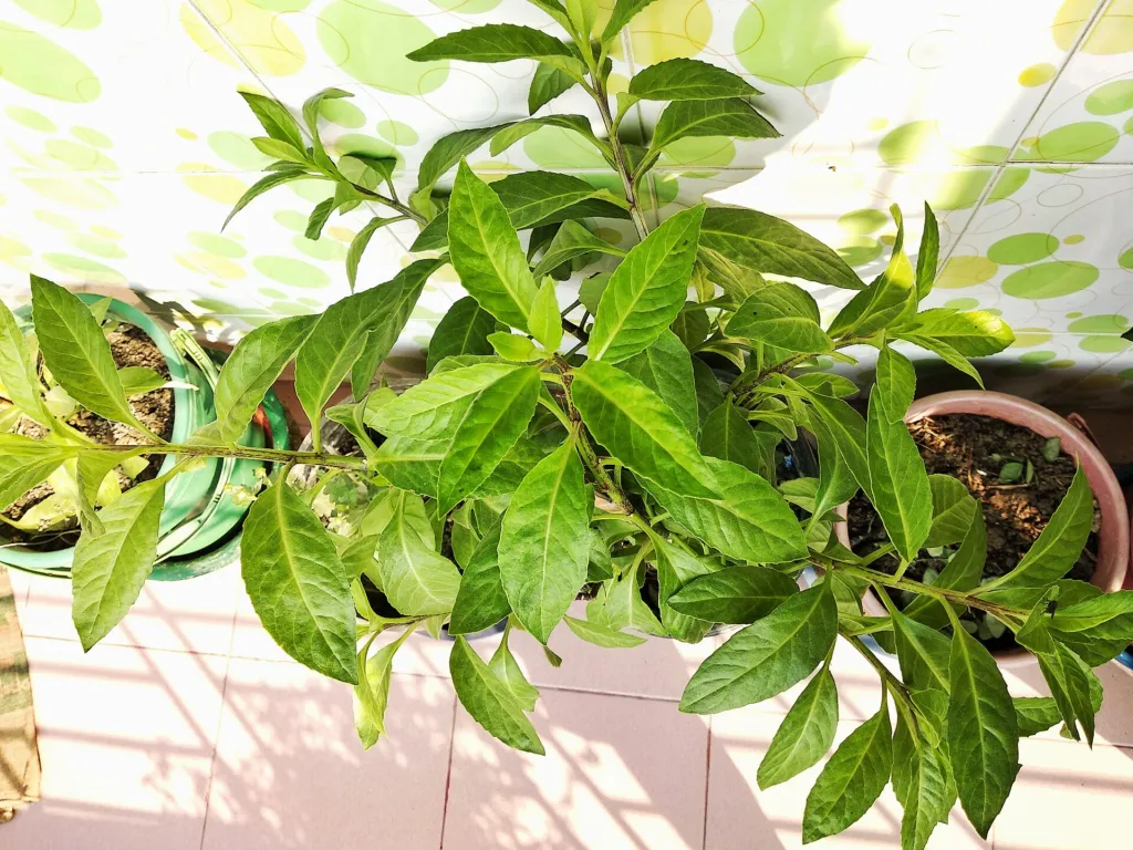 Gynura procumbens care guide (Gynura procumbens) – characteristic appearance, plant photo