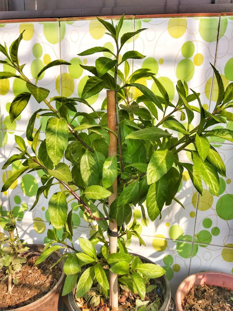 Gynura procumbens care guide (Gynura procumbens) – characteristic appearance, plant photo