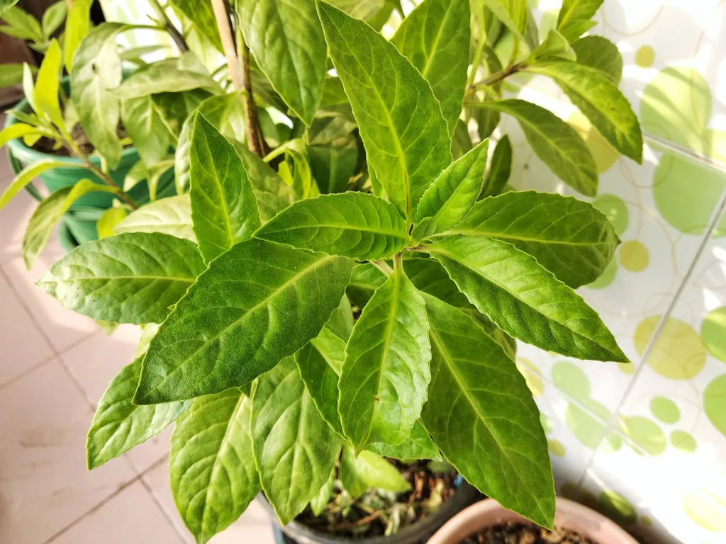 Gynura procumbens care guide (Gynura procumbens) – characteristic appearance, plant photo