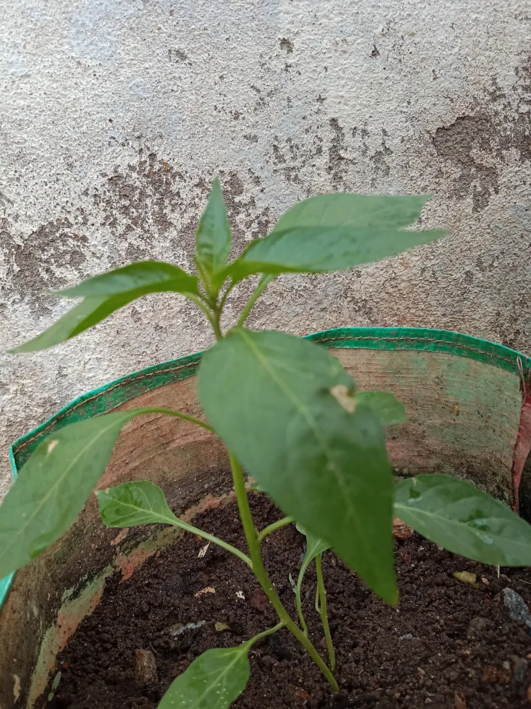 Gynura procumbens care guide (Gynura procumbens) – leaves and shoots, plant photo