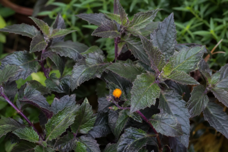 Gynura procumbens