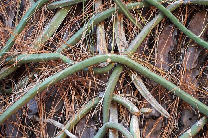 Selenicereus grandiflorus