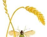 Haferblattlaus (Rhopalosiphum padi)