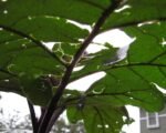 Hail damage