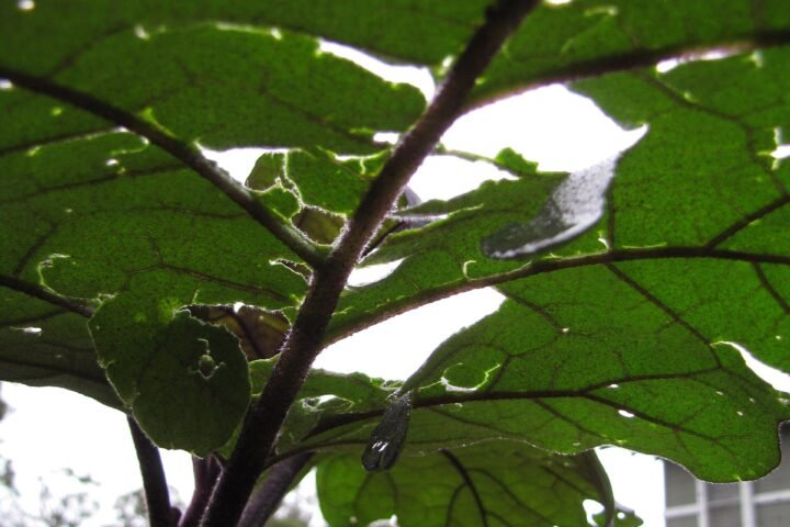 Hail damage