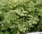 Halucha jávska (Oenanthe javanica) – pestovanie a starostlivosť