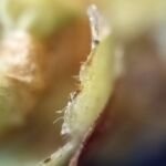 Hänge-Birke (Betula pendula) – Pflanzenfoto