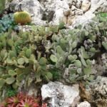 Hasenohrkaktus (Opuntia 'Microdasys') – Pflanzenfoto