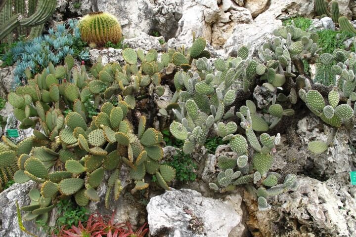 Opuntia 'Microdasys'