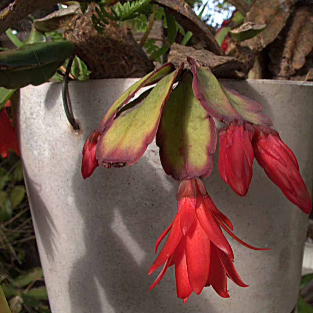 Hatiora gaertneri – (Hatiora gaertneri) – im Garten, Pflanzenfoto