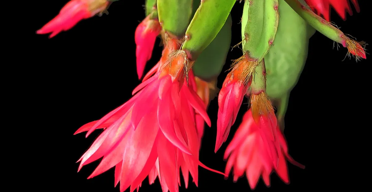 Easter Cactus (Hatiora gaertneri) – plant photo