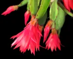 Easter Cactus (Hatiora gaertneri) care guide