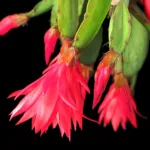 Easter Cactus (Hatiora gaertneri) – plant photo