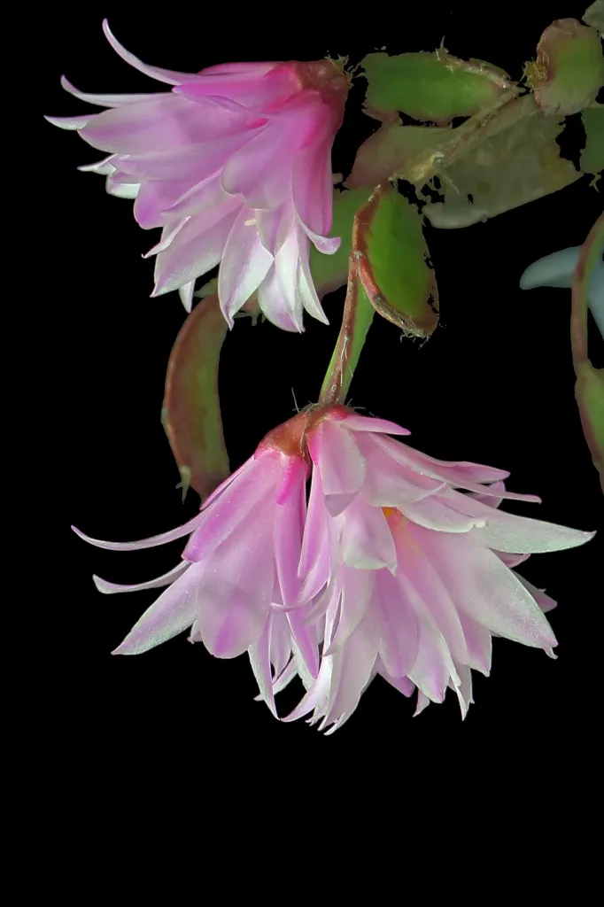 Hatiora gaertneri – (Hatiora gaertneri) – im Garten, Pflanzenfoto