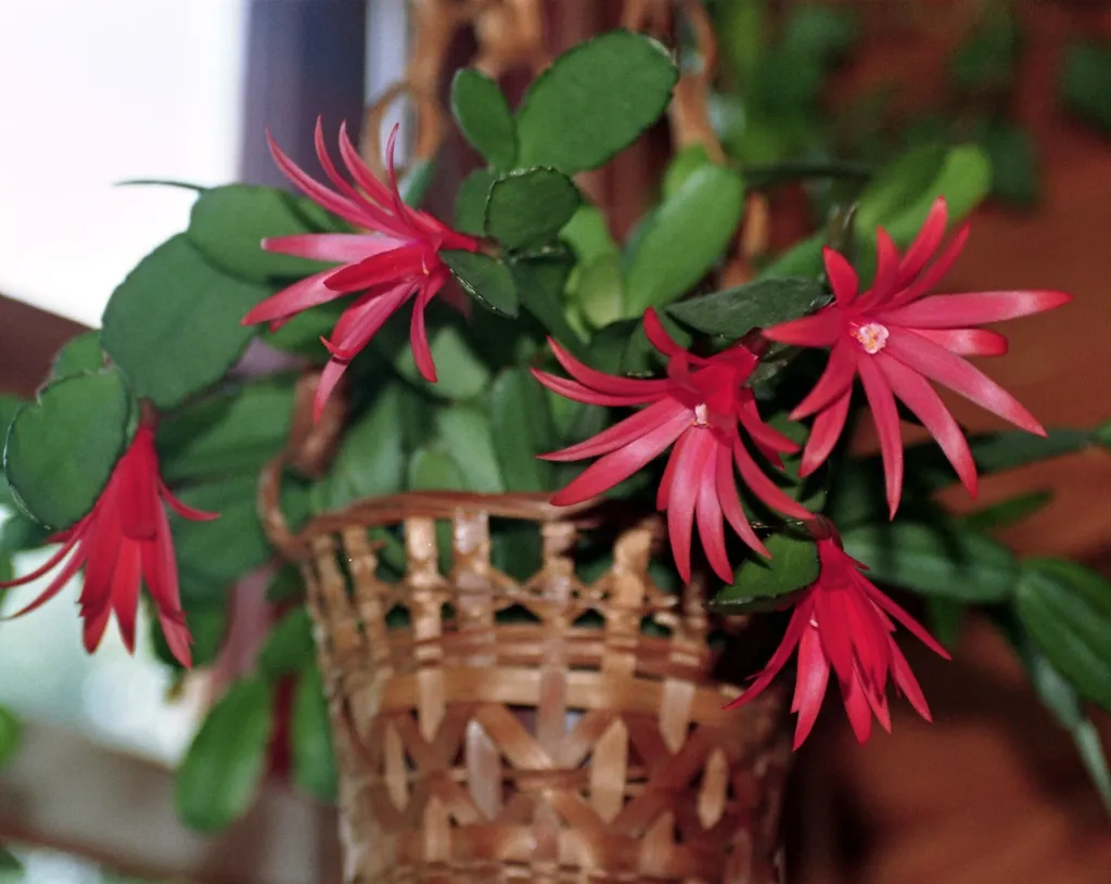 Hatiora gaertneri – (Hatiora gaertneri) – im Garten, Pflanzenfoto