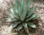 Havard’s Century Pla (Agave havardiana) – Pflege