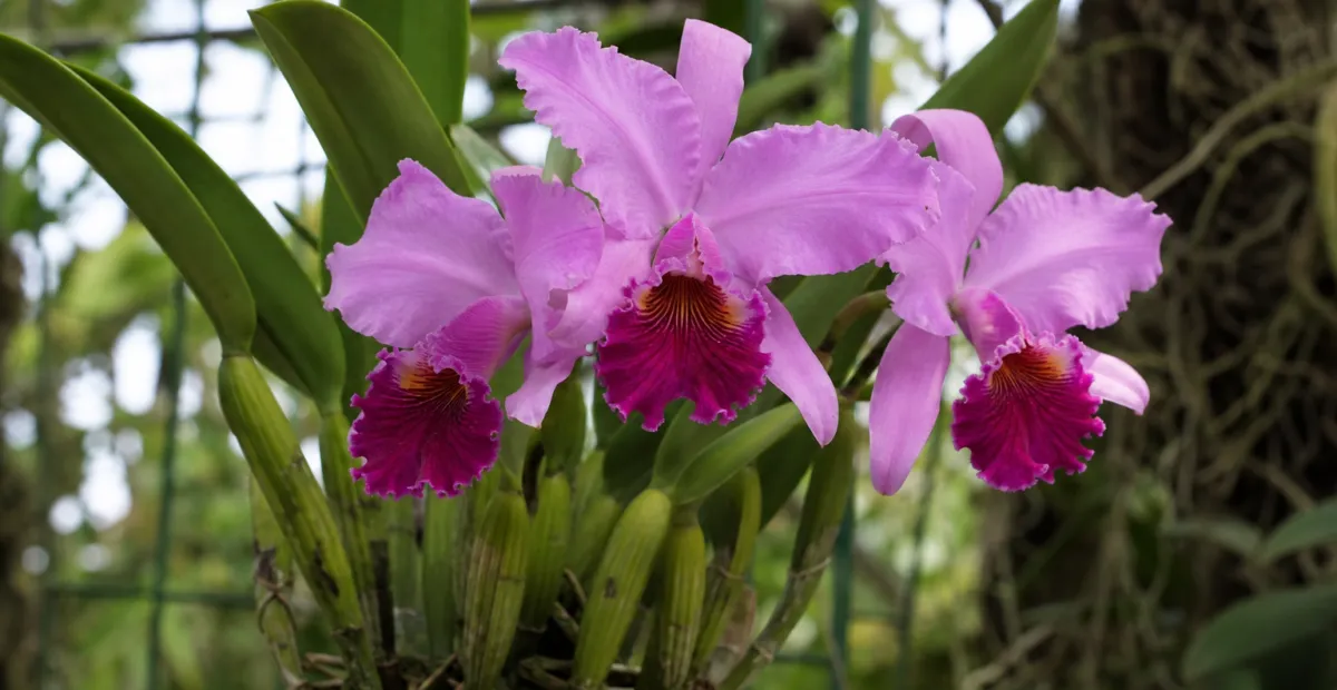 he crimson cattleya or ruby-lipped cattleya (Cattleya labiata) – plant photo
