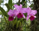 He crimson cattleya or ruby-lipped cattleya (Cattleya labiata) care guide