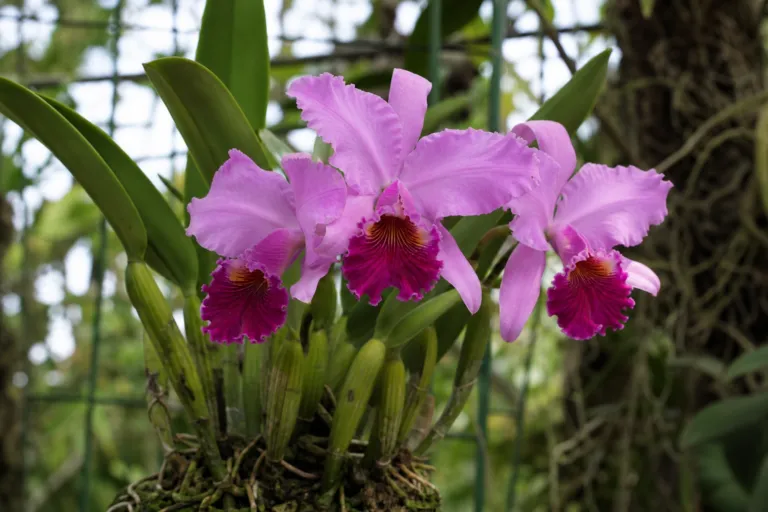Cattleya labiata