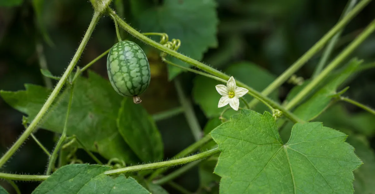 he cucamelo (Melothria scabra) – plant photo