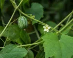 He cucamelo (Melothria scabra) care guide