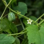 he cucamelo (Melothria scabra) – plant photo