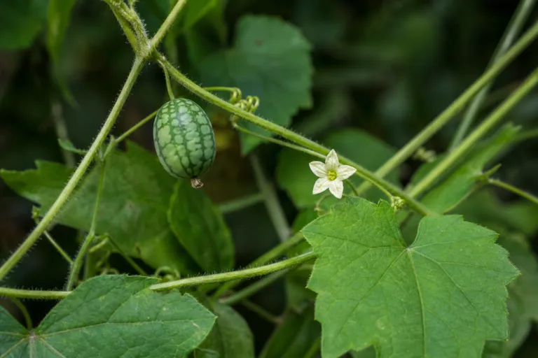 Melothria scabra