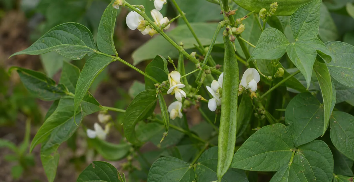 he tepary bea (Phaseolus acutifolius) – plant photo