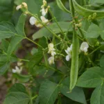 he tepary bea (Phaseolus acutifolius) – plant photo