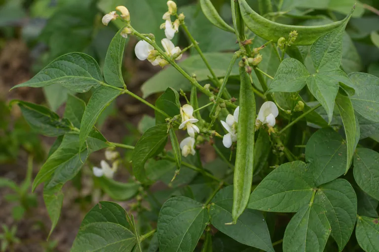 Phaseolus acutifolius