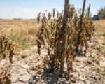 Heat stress
