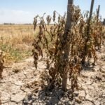 Heat stress