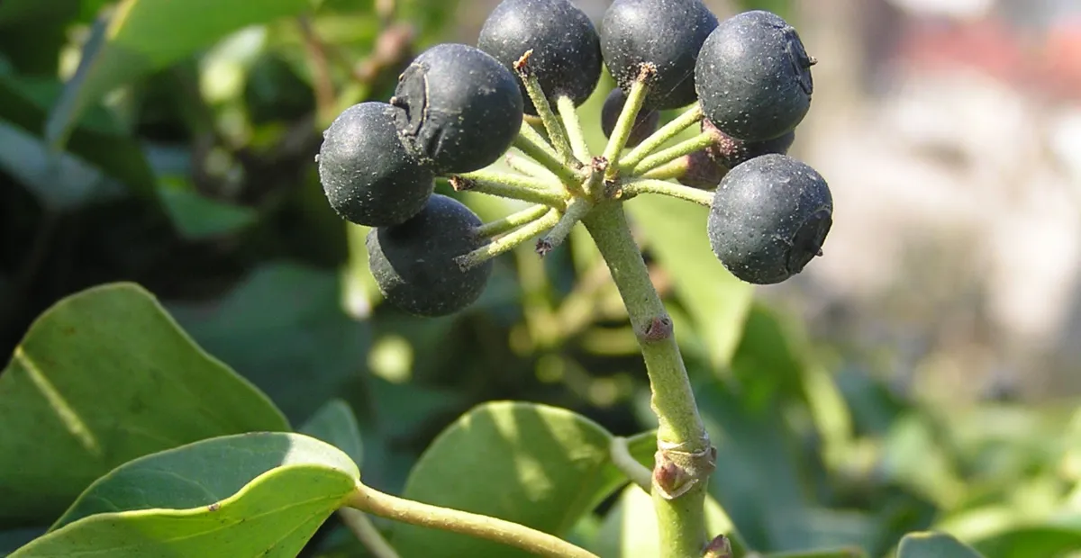 European Ivy (Hedera helix) – plant photo