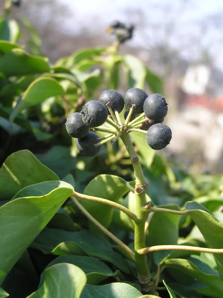 European Ivy (Hedera helix) – plant photo