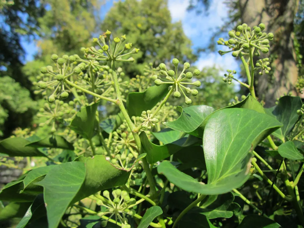 Gemeiner Efeu (Hedera helix) – typisches Erscheinungsbild, Pflanzenfoto