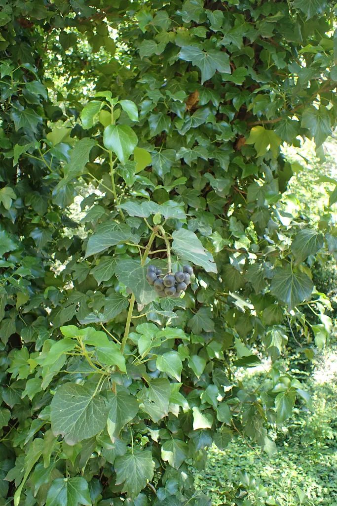 Gemeiner Efeu (Hedera helix) – typisches Erscheinungsbild, Pflanzenfoto