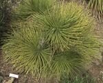 Hedgehog Agave (Agave stricta) – Pflege