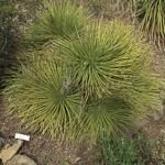 Hedgehog Agave (Agave stricta) – Pflanzenfoto