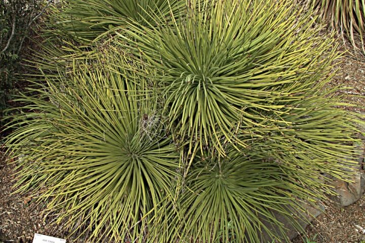 Agave stricta