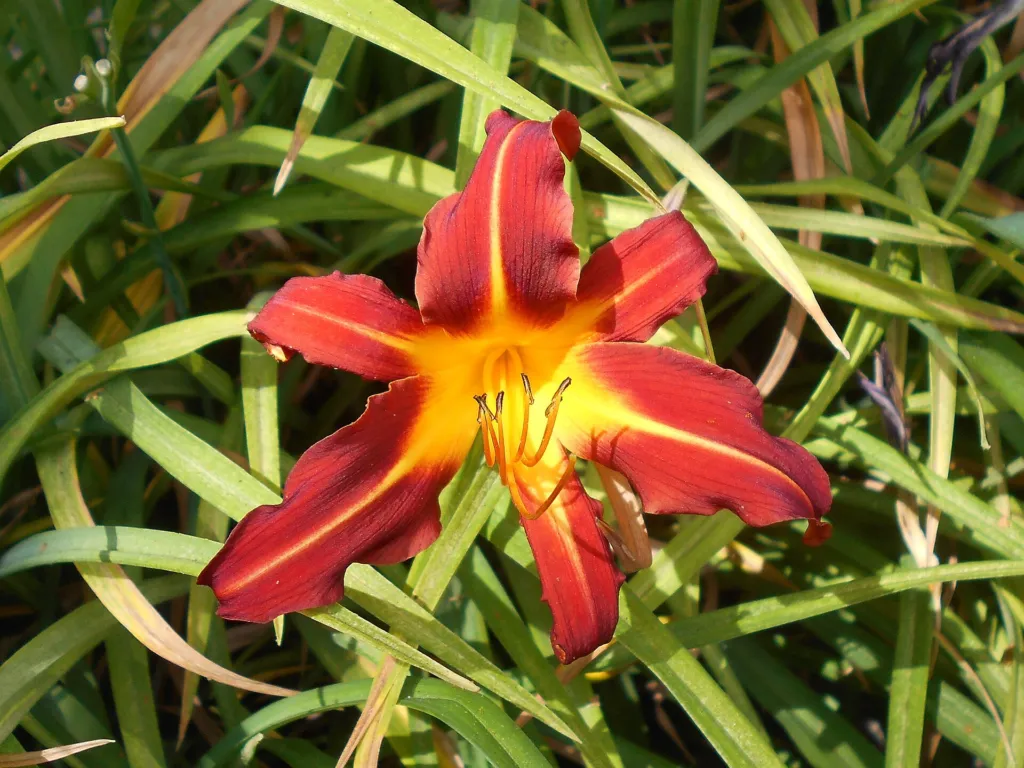 Taglilie (Hemerocallis 'Autumn Red') – im Garten, Pflanzenfoto