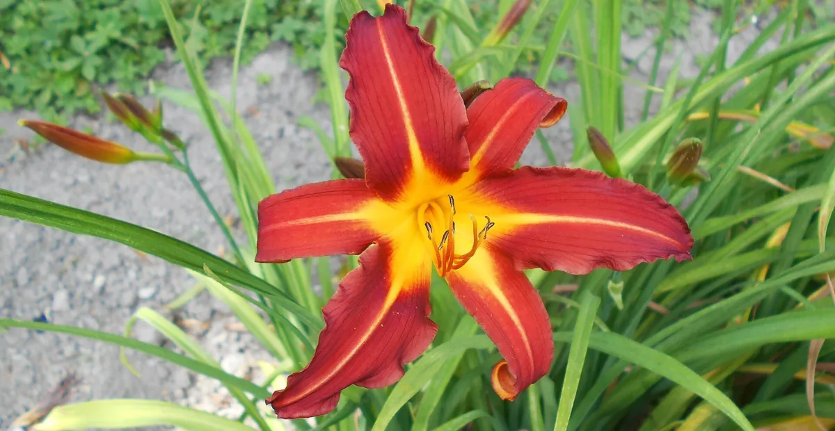 Daylily (Hemerocallis 'Autumn Red') – plant photo