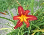 Daylily (Hemerocallis ‘Autumn Red’)