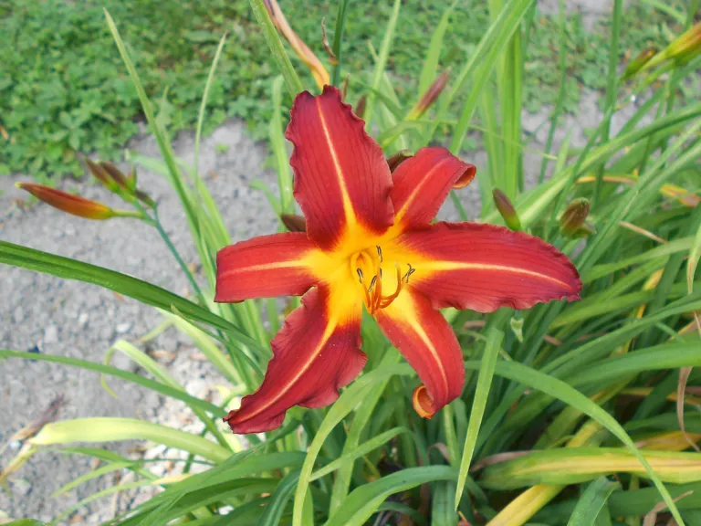 Hemerocallis 'Autumn Red'