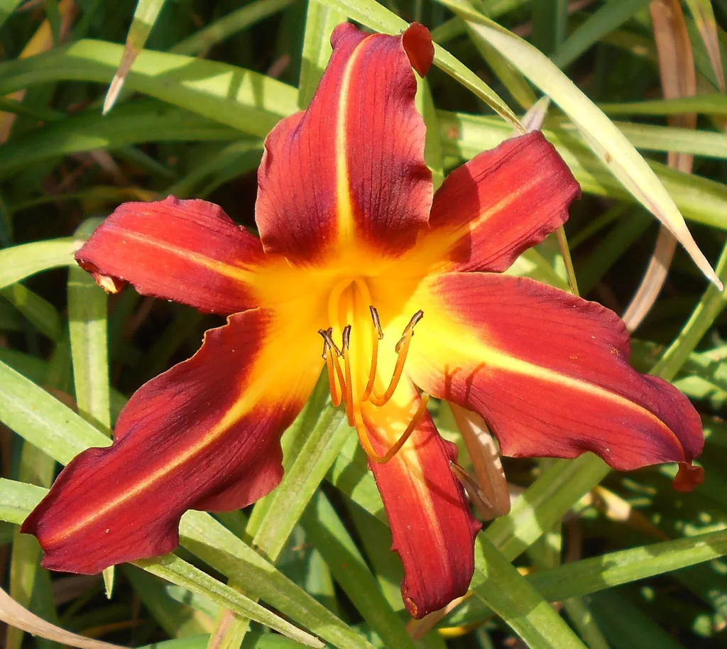 Taglilie (Hemerocallis 'Autumn Red') – im Garten, Pflanzenfoto