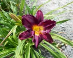 Hemerocallis ‘Bela Lugosi’