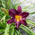 Hemerocallis ‘Bela Lugosi’ (Hemerocallis 'Bela Lugosi') – plant photo